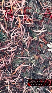 Fallen Eucalyptus leaves