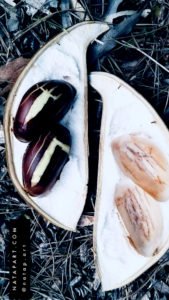 Oversized seed pods