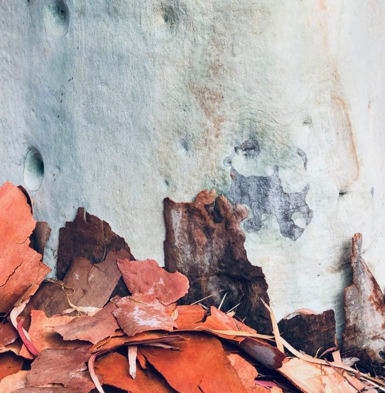 Image of a Lemon Scented Gumtree trunk and fallen bark