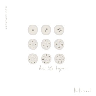 MEIOSIS A ILLUSTRATION