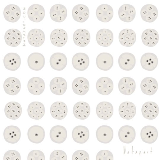 MEIOSIS B REPEAT